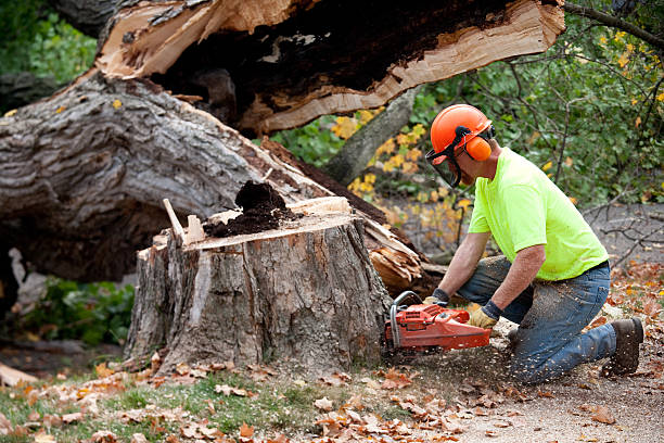 Best Tree Trimming Near Me  in Canyon Creek, WA